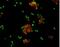 Ribosomal Protein S6 Kinase A5 antibody, MAB2518, R&D Systems, Immunofluorescence image 