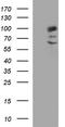 Programmed Cell Death 6 Interacting Protein antibody, MA5-26344, Invitrogen Antibodies, Western Blot image 