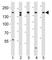 TSC Complex Subunit 2 antibody, F49604-0.4ML, NSJ Bioreagents, Western Blot image 