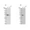 Glutathione synthetase antibody, PA5-62976, Invitrogen Antibodies, Western Blot image 