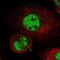 Kinesin Family Member 4A antibody, NBP1-83720, Novus Biologicals, Immunofluorescence image 