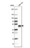 Ephrin B2 antibody, NBP1-84830, Novus Biologicals, Western Blot image 