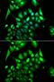Basic Helix-Loop-Helix Family Member E40 antibody, GTX64734, GeneTex, Immunofluorescence image 