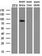 Arachidonate 15-Lipoxygenase antibody, MA5-25853, Invitrogen Antibodies, Western Blot image 