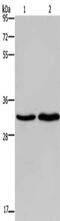 ELOVL Fatty Acid Elongase 1 antibody, CSB-PA939360, Cusabio, Western Blot image 