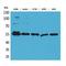 Fascin Actin-Bundling Protein 1 antibody, LS-C386972, Lifespan Biosciences, Western Blot image 