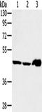 SEC14 Like Lipid Binding 2 antibody, TA351640, Origene, Western Blot image 