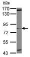 Cholinergic Receptor Muscarinic 3 antibody, ab126168, Abcam, Western Blot image 