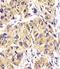 Platelet Derived Growth Factor Receptor Alpha antibody, 63-117, ProSci, Immunohistochemistry frozen image 