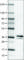 Secretagogin, EF-Hand Calcium Binding Protein antibody, AMAb90630, Atlas Antibodies, Western Blot image 