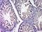 Polycomb Group Ring Finger 3 antibody, orb1896, Biorbyt, Immunohistochemistry paraffin image 