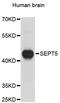 Septin 5 antibody, STJ25477, St John