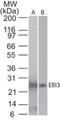 Epstein-Barr Virus Induced 3 antibody, NBP2-03943, Novus Biologicals, Western Blot image 