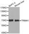 Tripartite Motif Containing 41 antibody, abx002551, Abbexa, Western Blot image 