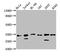 Translin-associated protein X antibody, CSB-PA858718LA01HU, Cusabio, Western Blot image 