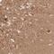 Napsin A Aspartic Peptidase antibody, NBP2-33457, Novus Biologicals, Immunohistochemistry frozen image 