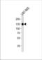 Integrin Subunit Beta 1 antibody, TA328165, Origene, Western Blot image 
