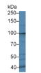 Receptor Tyrosine Kinase Like Orphan Receptor 2 antibody, LS-C374805, Lifespan Biosciences, Western Blot image 