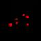 Nucleoporin 160 antibody, orb215078, Biorbyt, Immunofluorescence image 