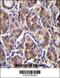 Amelogenin X-Linked antibody, 56-898, ProSci, Immunohistochemistry frozen image 