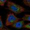 Integrator Complex Subunit 11 antibody, NBP1-85474, Novus Biologicals, Immunofluorescence image 