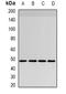 SWI/SNF Related, Matrix Associated, Actin Dependent Regulator Of Chromatin, Subfamily B, Member 1 antibody, orb382046, Biorbyt, Western Blot image 
