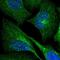 Piwi Like RNA-Mediated Gene Silencing 4 antibody, NBP1-83491, Novus Biologicals, Immunofluorescence image 