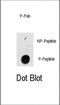 Integrin Linked Kinase antibody, abx032006, Abbexa, Dot Blot image 