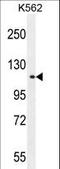 Tudor Domain Containing 1 antibody, LS-C161784, Lifespan Biosciences, Western Blot image 