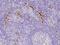Interleukin 33 antibody, 10368-T24, Sino Biological, Immunohistochemistry frozen image 
