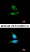 RP1 Axonemal Microtubule Associated antibody, orb73593, Biorbyt, Immunofluorescence image 