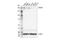 Collagen Type IV Alpha 1 Chain antibody, 50273S, Cell Signaling Technology, Western Blot image 