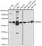 Eukaryotic Translation Initiation Factor 4A2 antibody, 19-185, ProSci, Western Blot image 