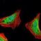 Ataxin 1 antibody, NBP1-51689, Novus Biologicals, Immunofluorescence image 