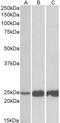 Calpain 1 antibody, 43-256, ProSci, Western Blot image 