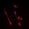 Insulin Receptor antibody, LS-C368392, Lifespan Biosciences, Immunofluorescence image 