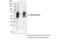 Interleukin 13 Receptor Subunit Alpha 2 antibody, 85677S, Cell Signaling Technology, Immunoprecipitation image 