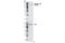 ABL Proto-Oncogene 1, Non-Receptor Tyrosine Kinase antibody, 2864S, Cell Signaling Technology, Western Blot image 