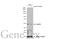 C9orf72-SMCR8 Complex Subunit antibody, GTX635397, GeneTex, Western Blot image 