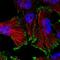 Suppressor Of IKBKE 1 antibody, PA5-55003, Invitrogen Antibodies, Immunofluorescence image 