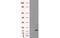 Crystallin Alpha B antibody, MBS533550, MyBioSource, Western Blot image 