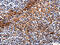 Haptoglobin antibody, CSB-PA568452, Cusabio, Immunohistochemistry paraffin image 