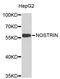 Nitric Oxide Synthase Trafficking antibody, STJ26389, St John