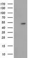 Glutathione Synthetase antibody, MA5-25292, Invitrogen Antibodies, Western Blot image 