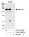 Lysine-specific demethylase 5C antibody, A301-035A, Bethyl Labs, Immunoprecipitation image 