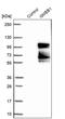 Glucocorticoid Modulatory Element Binding Protein 1 antibody, PA5-60837, Invitrogen Antibodies, Western Blot image 