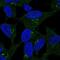 Dickkopf WNT Signaling Pathway Inhibitor 2 antibody, NBP2-68703, Novus Biologicals, Immunofluorescence image 