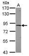 Zinc Finger Protein 226 antibody, LS-C155714, Lifespan Biosciences, Western Blot image 