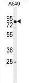 RAD17 Checkpoint Clamp Loader Component antibody, LS-C162405, Lifespan Biosciences, Western Blot image 