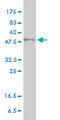 Peroxisome Proliferator Activated Receptor Delta antibody, LS-C197959, Lifespan Biosciences, Western Blot image 